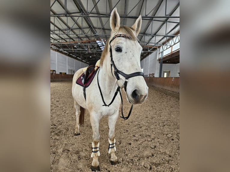 Deutsches Sportpferd Stute 11 Jahre 168 cm Schimmel in Dahme/Mark