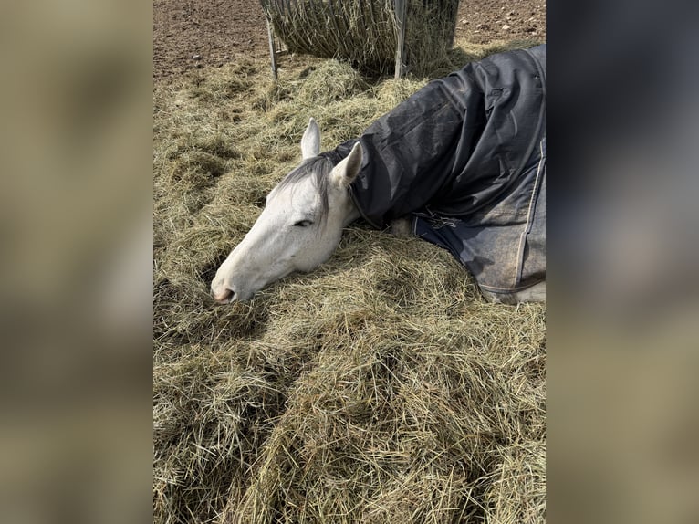 Deutsches Sportpferd Stute 11 Jahre 168 cm Schimmel in Vienenburg