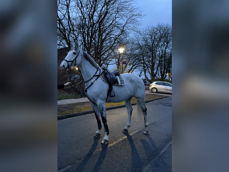 Deutsches Sportpferd Stute 11 Jahre 168 cm Schimmel in Vienenburg