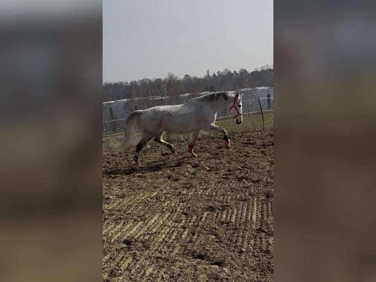 Deutsches Sportpferd Stute 11 Jahre 168 cm Schimmel in Vienenburg