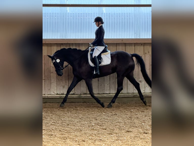 Deutsches Sportpferd Stute 11 Jahre 168 cm Schwarzbrauner in Freystadt