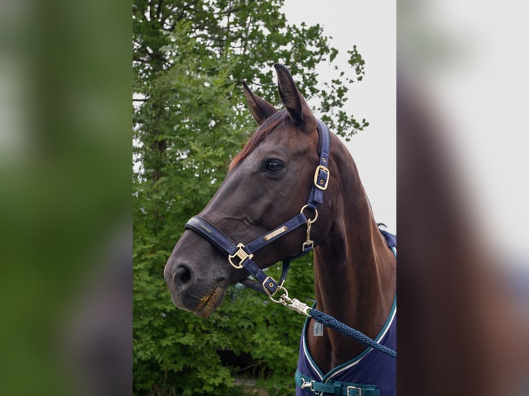 Deutsches Sportpferd Stute 11 Jahre 168 cm Schwarzbrauner in Lichtenau