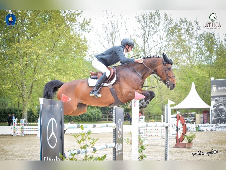 Deutsches Sportpferd Stute 11 Jahre 169 cm Rotbrauner in Rome,Italy