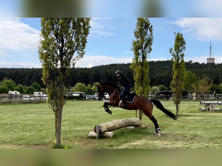 Deutsches Sportpferd Stute 11 Jahre 170 cm Brauner in Ludwigsfelde