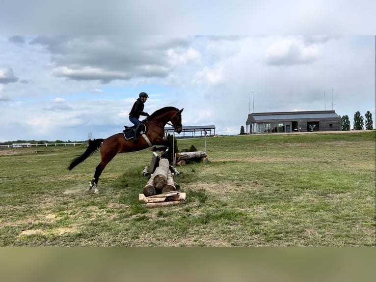 Deutsches Sportpferd Stute 11 Jahre 170 cm Brauner in Ludwigsfelde