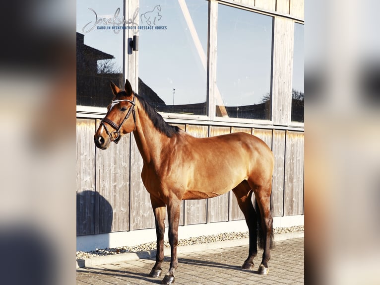 Deutsches Sportpferd Stute 11 Jahre 170 cm Brauner in Oberstadion