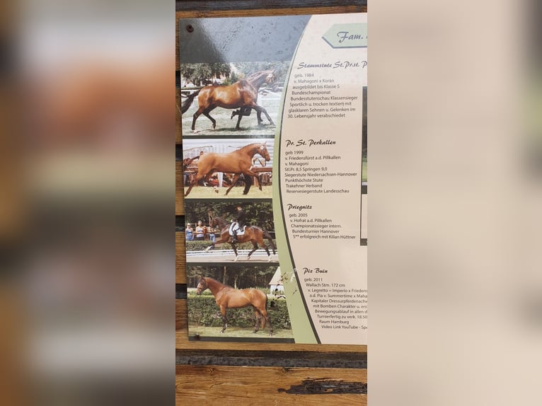 Deutsches Sportpferd Stute 11 Jahre 170 cm Fuchs in Burg (Spreewald)