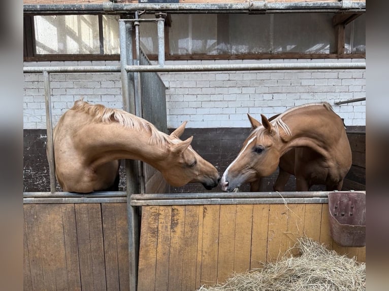 Deutsches Sportpferd Stute 11 Jahre 170 cm Palomino in Neunburg vorm Wald