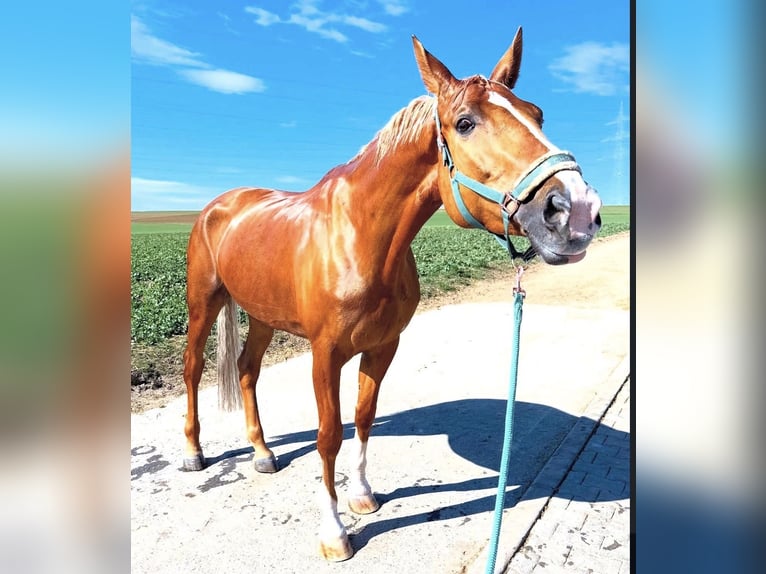 Deutsches Sportpferd Stute 11 Jahre 170 cm Palomino in Neunburg vorm Wald