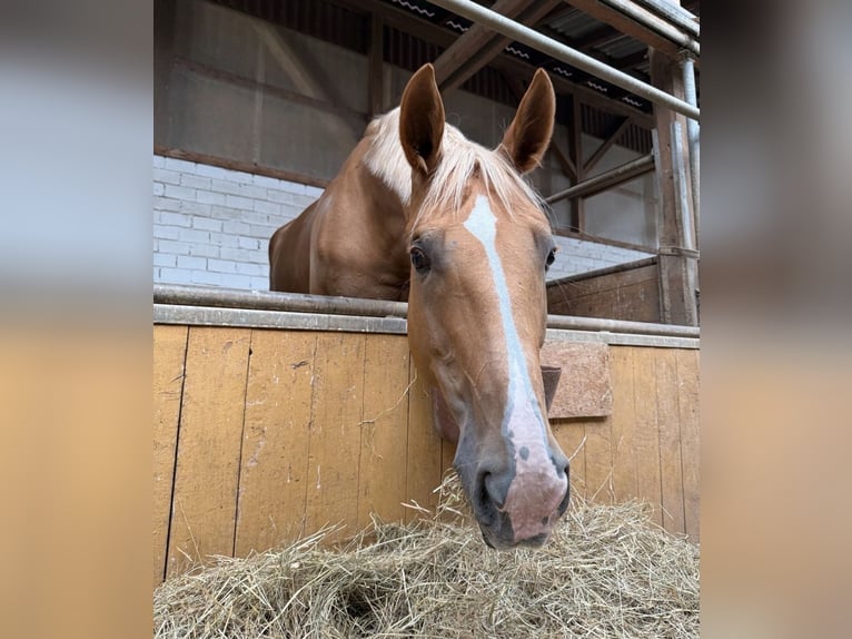 Deutsches Sportpferd Stute 11 Jahre 170 cm Palomino in Neunburg vorm Wald