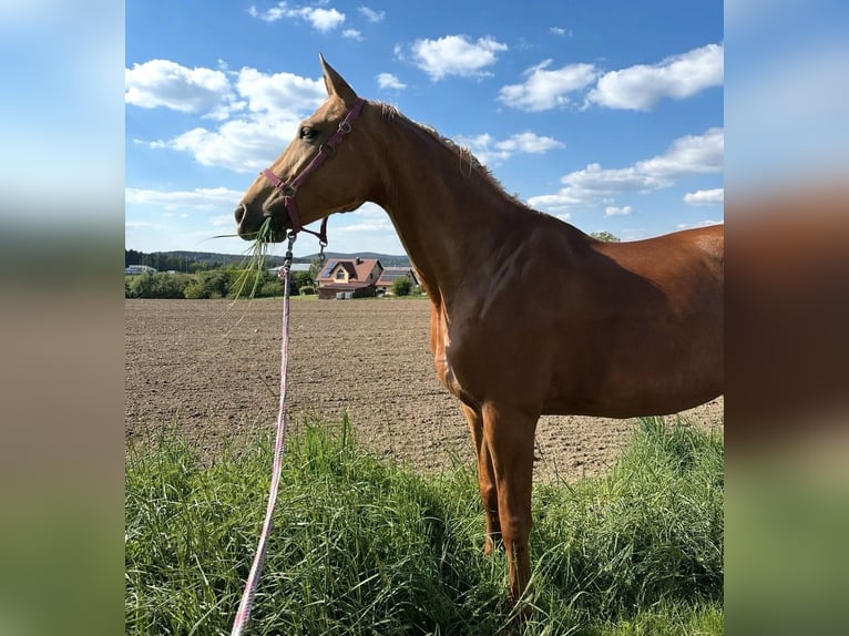 Deutsches Sportpferd Stute 11 Jahre 170 cm Palomino in Neunburg vorm Wald