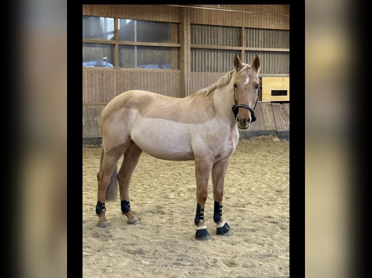 Deutsches Sportpferd Stute 11 Jahre 170 cm Palomino in Neunburg vorm Wald