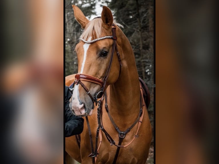 Deutsches Sportpferd Stute 11 Jahre 170 cm Palomino in Neunburg vorm Wald