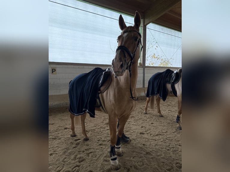 Deutsches Sportpferd Stute 11 Jahre 170 cm Palomino in Neunburg vorm Wald