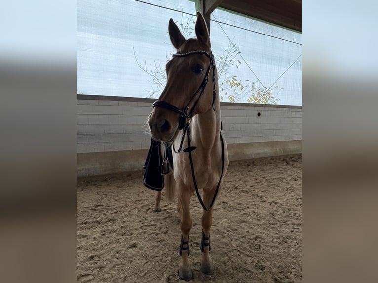 Deutsches Sportpferd Stute 11 Jahre 170 cm Palomino in Neunburg vorm Wald