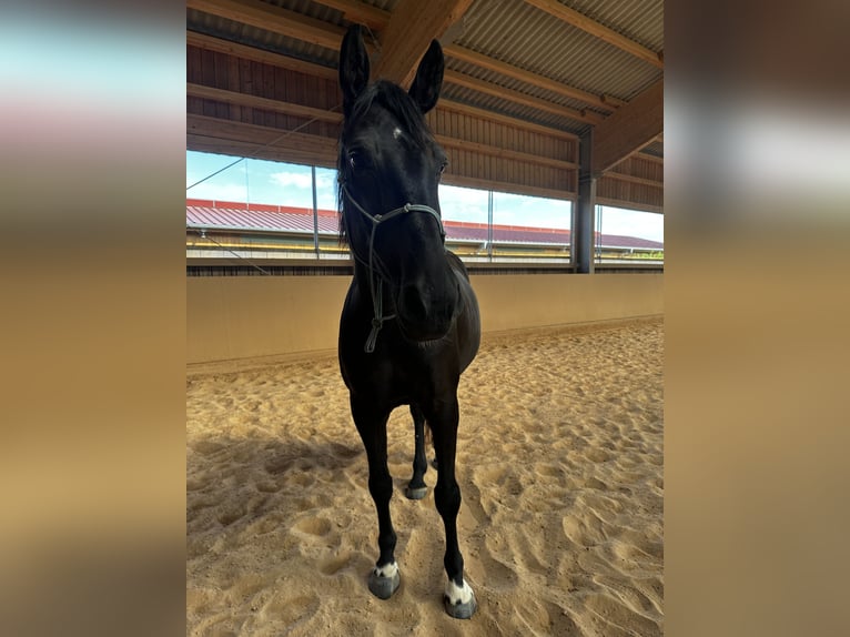 Deutsches Sportpferd Stute 11 Jahre 170 cm Rappe in Marzhausen