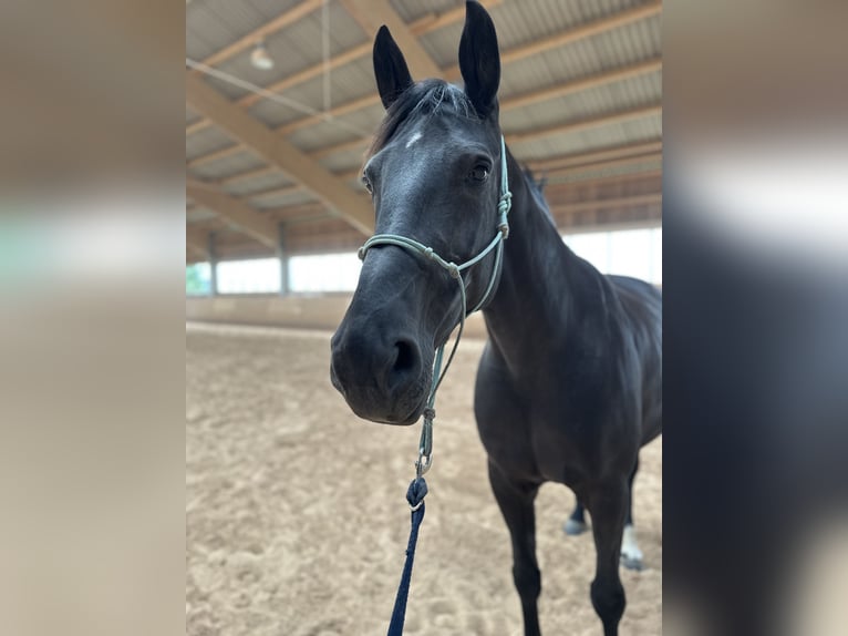 Deutsches Sportpferd Stute 11 Jahre 170 cm Rappe in Marzhausen