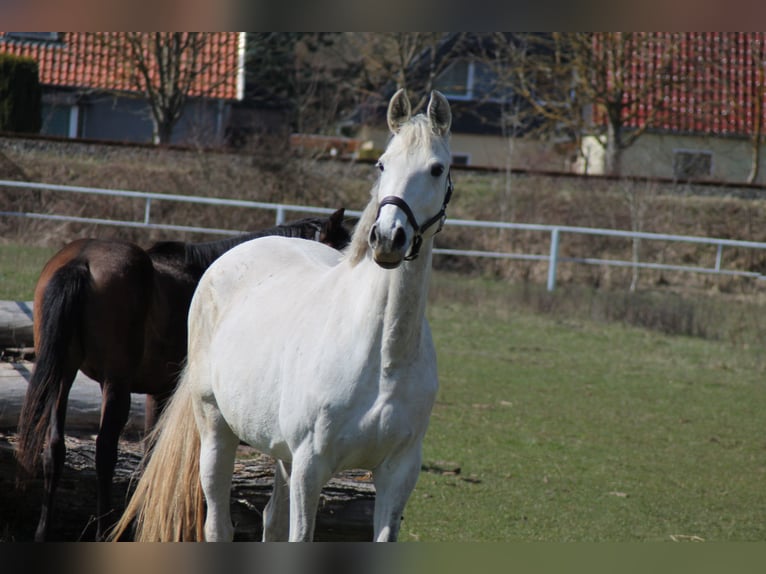 Deutsches Sportpferd Stute 11 Jahre 171 cm Schimmel in Nordhausen