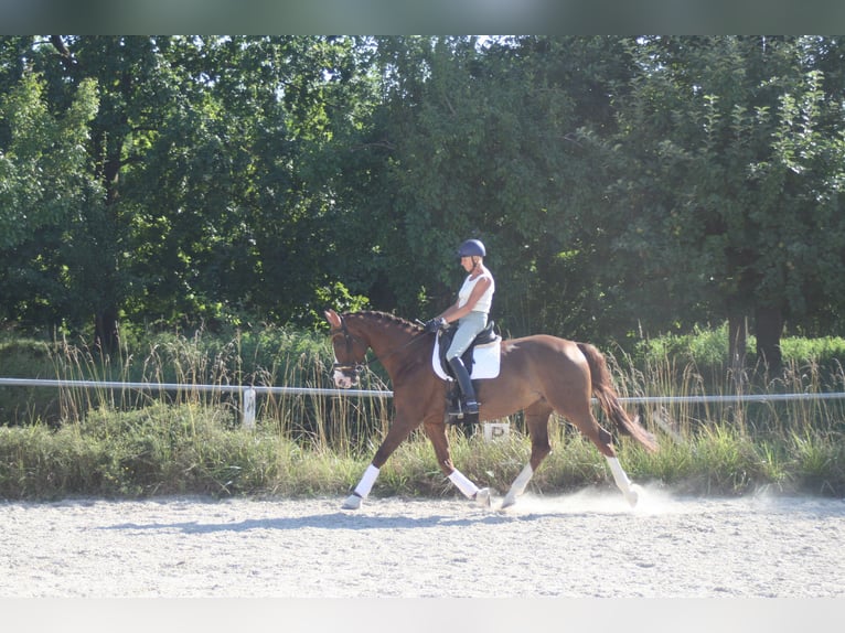 Deutsches Sportpferd Stute 11 Jahre 172 cm Dunkelfuchs in Mainburg