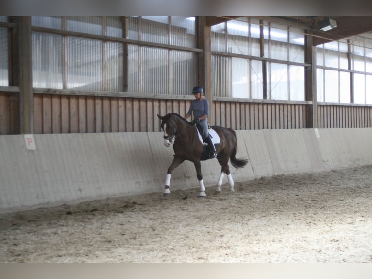 Deutsches Sportpferd Stute 11 Jahre 172 cm Dunkelfuchs in Mainburg