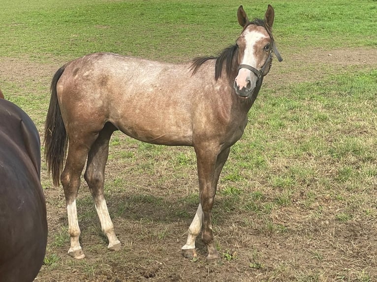 Deutsches Sportpferd Stute 11 Jahre 172 cm Schimmel in Wangen im Allgäu