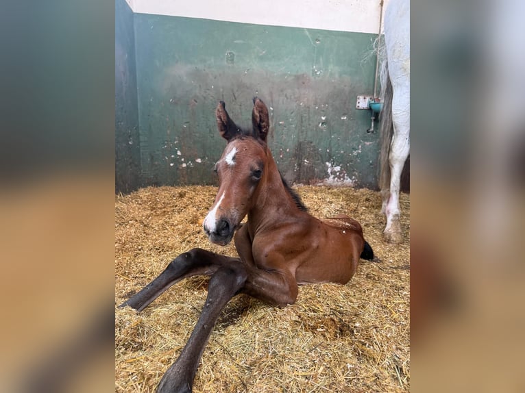 Deutsches Sportpferd Stute 11 Jahre 172 cm Schimmel in Wangen im Allgäu