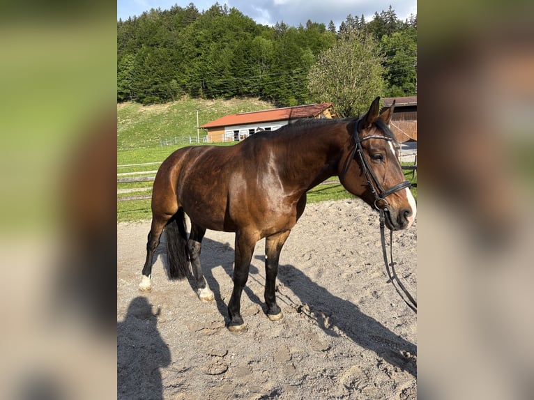 Deutsches Sportpferd Stute 11 Jahre 173 cm Brauner in Melsdorf