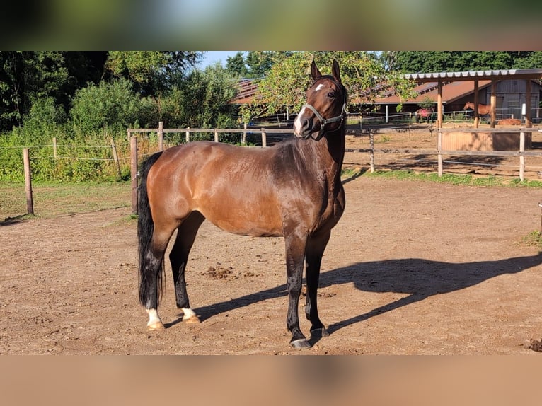 Deutsches Sportpferd Stute 11 Jahre 173 cm Brauner in Melsdorf