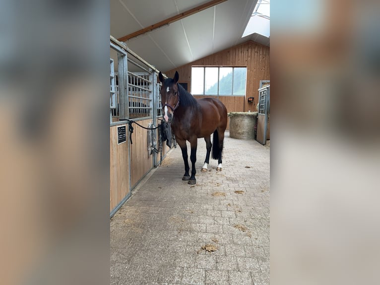 Deutsches Sportpferd Stute 11 Jahre 173 cm Brauner in Melsdorf