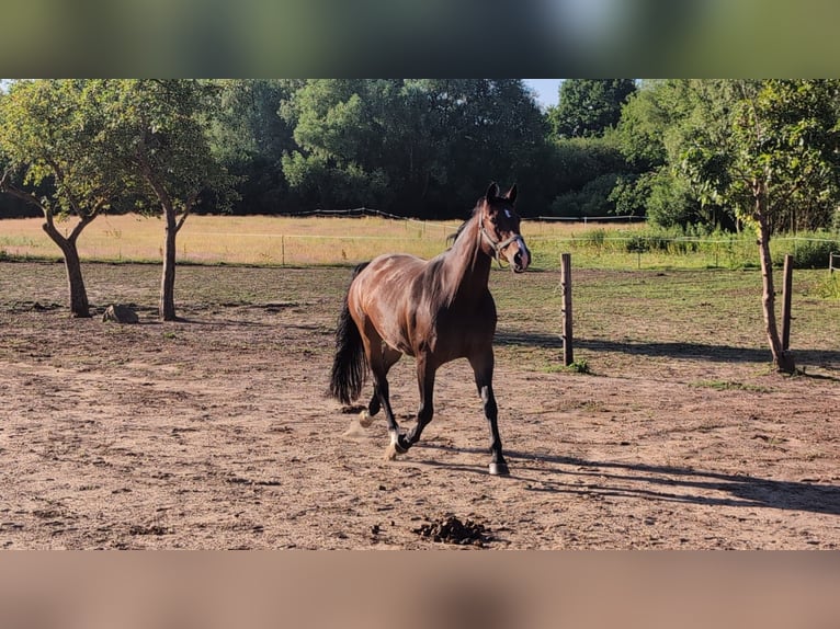 Deutsches Sportpferd Stute 11 Jahre 173 cm Brauner in Melsdorf