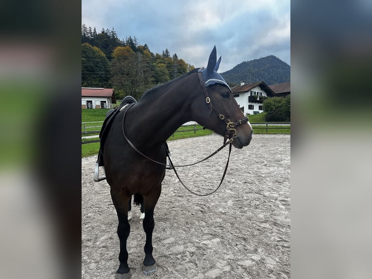 Deutsches Sportpferd Stute 11 Jahre 173 cm Brauner in Antdorf