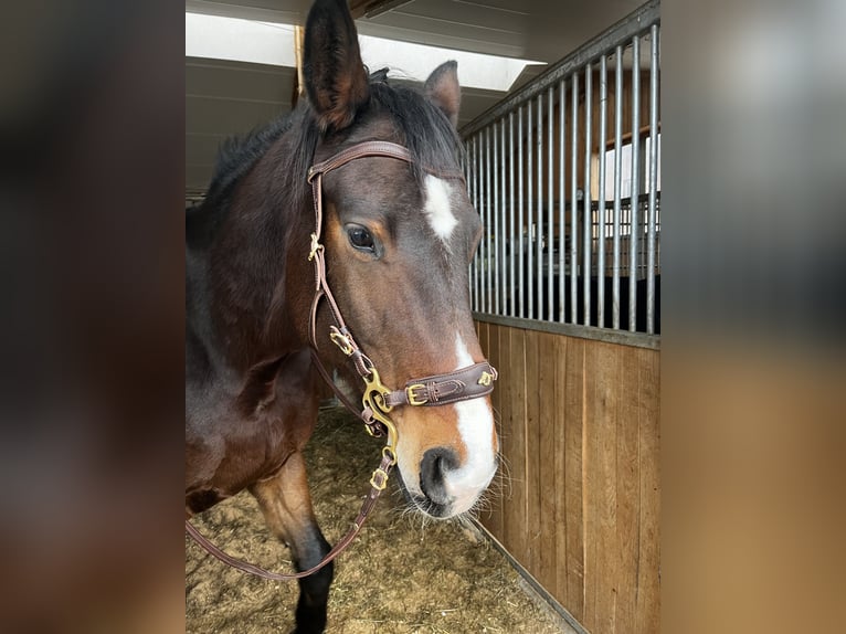 Deutsches Sportpferd Stute 11 Jahre 173 cm Brauner in Antdorf