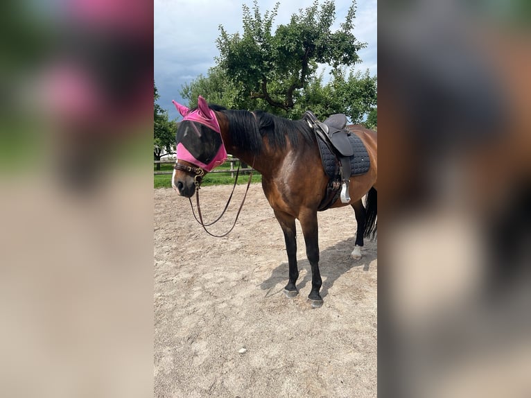Deutsches Sportpferd Stute 11 Jahre 173 cm Brauner in Antdorf