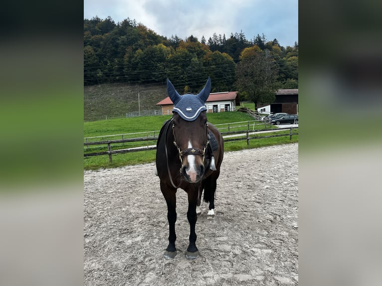 Deutsches Sportpferd Stute 11 Jahre 173 cm Brauner in Antdorf