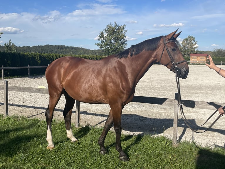 Deutsches Sportpferd Stute 11 Jahre 173 cm Brauner in Petting
