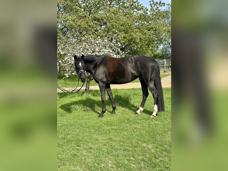 Deutsches Sportpferd Stute 11 Jahre 174 cm Brauner in Teltow