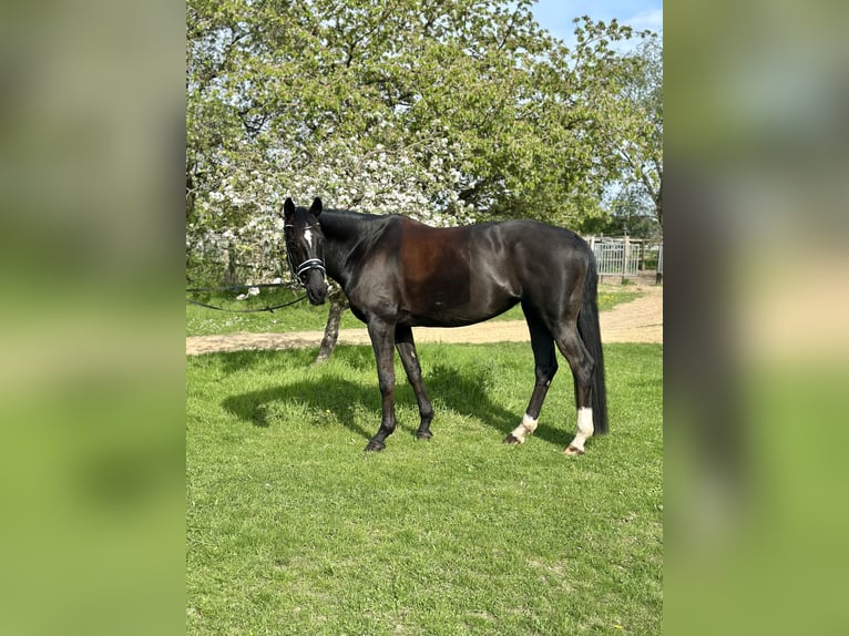 Deutsches Sportpferd Stute 11 Jahre 174 cm Brauner in Teltow