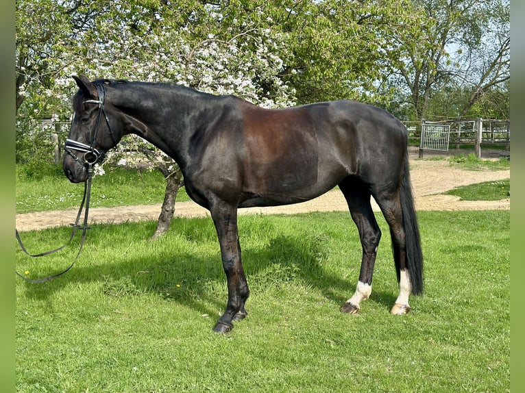 Deutsches Sportpferd Stute 11 Jahre 174 cm Brauner in Teltow