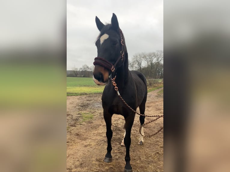 Deutsches Sportpferd Stute 11 Jahre 174 cm Dunkelbrauner in Rochau