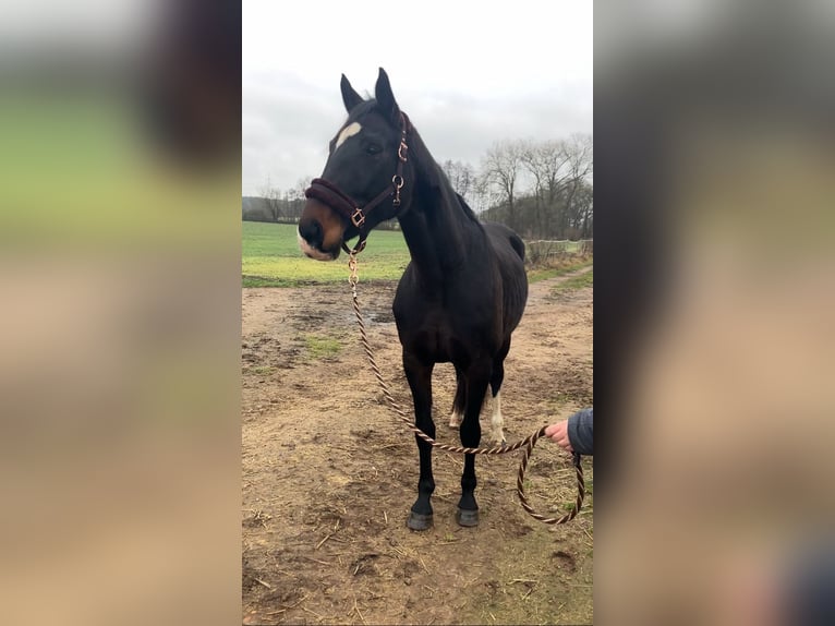 Deutsches Sportpferd Stute 11 Jahre 174 cm Dunkelbrauner in Rochau