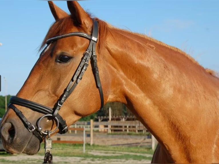 Deutsches Sportpferd Stute 11 Jahre 174 cm Fuchs in Schulzendorf