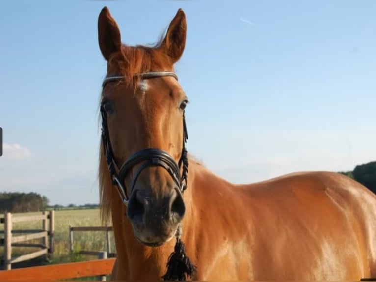 Deutsches Sportpferd Stute 11 Jahre 174 cm Fuchs in Schulzendorf