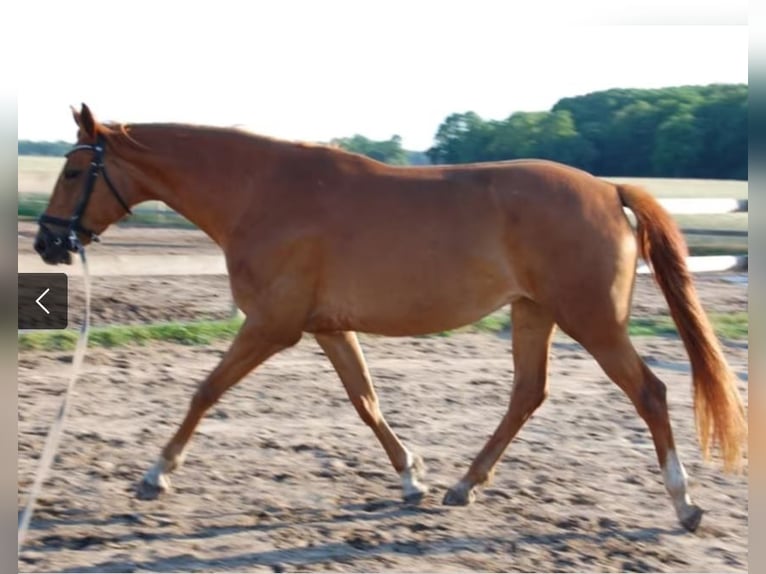 Deutsches Sportpferd Stute 11 Jahre 174 cm Fuchs in Schulzendorf