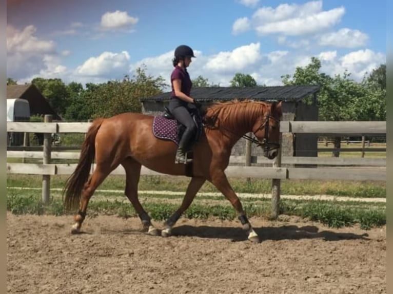 Deutsches Sportpferd Stute 11 Jahre 174 cm Fuchs in Schulzendorf