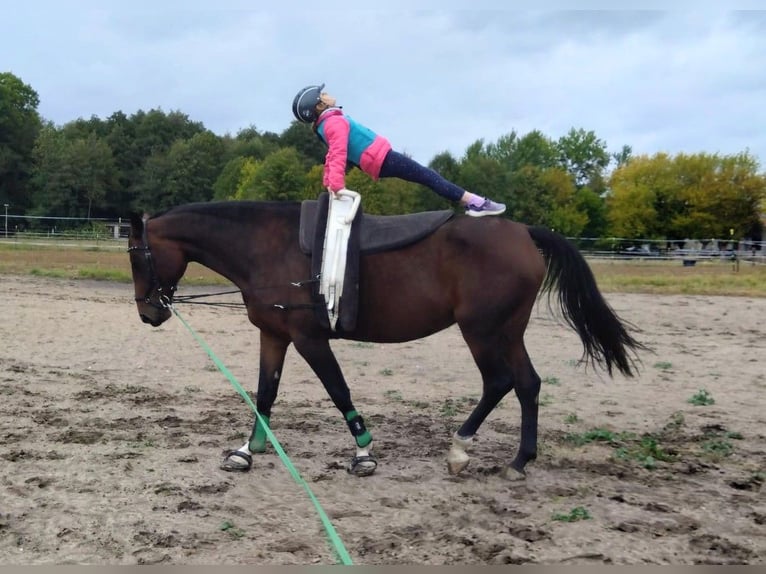 Deutsches Sportpferd Stute 11 Jahre 175 cm Brauner in Pritzwalk