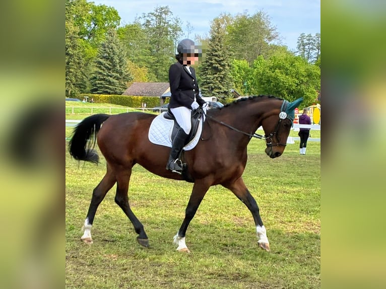 Deutsches Sportpferd Stute 11 Jahre 175 cm Brauner in Pritzwalk