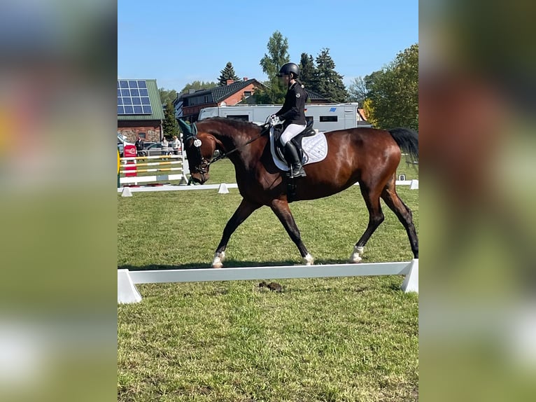 Deutsches Sportpferd Stute 11 Jahre 175 cm Brauner in Pritzwalk
