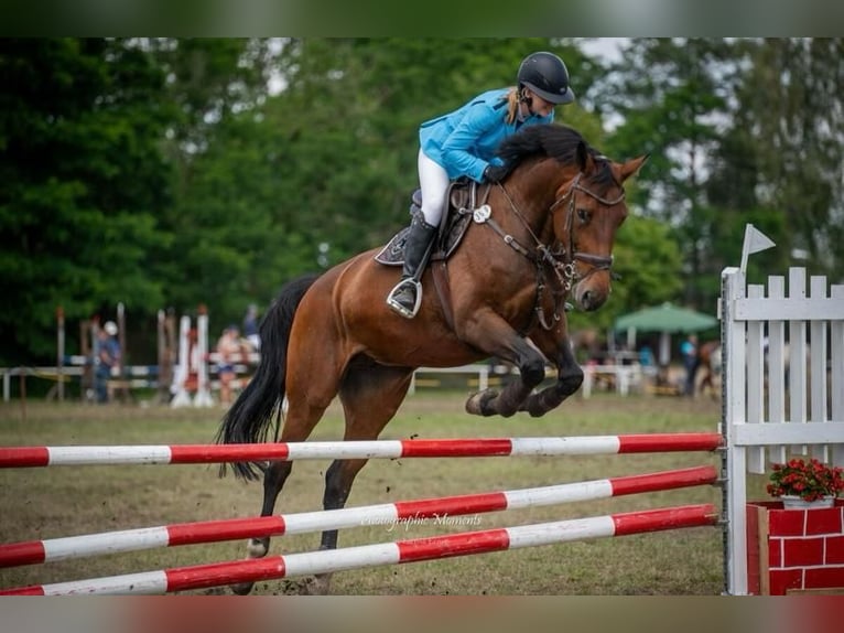 Deutsches Sportpferd Stute 11 Jahre 175 cm Brauner in Teupitz