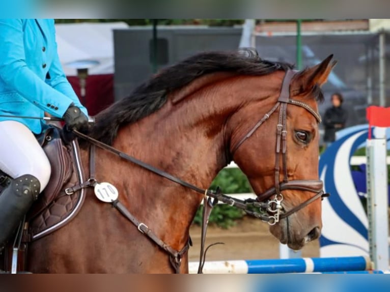 Deutsches Sportpferd Stute 11 Jahre 175 cm Brauner in Teupitz