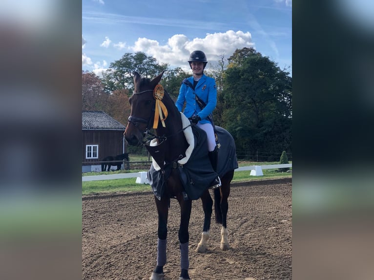 Deutsches Sportpferd Stute 11 Jahre 175 cm Brauner in Teupitz